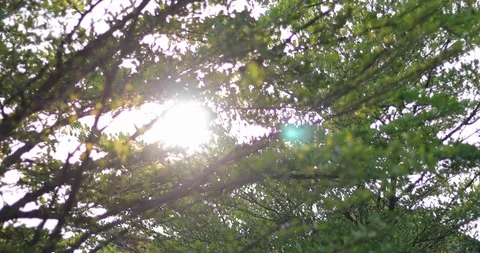 Sun light through green tree in summer day Stock Footage 87291597