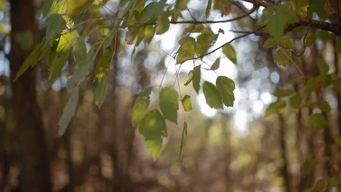 Sun light through the grenn foliage Stock Footage 75494852