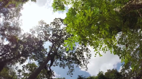Sun light through jungle trees, steadicam shot Stock Footage 46235506