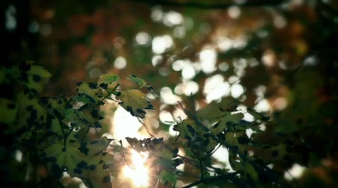 Sun Light Through Leaves  스톡 동영상 570125