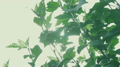 Sun Light Through Leaves Video stock 152898982