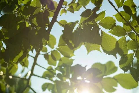 Sun light through the leaves Foto stock
