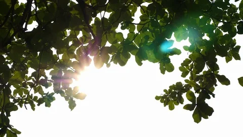 Sun light through leaves on tree, sunny uv rays in the afternoon day Stock Footage 87552547