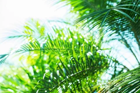 Sun Light Through Palm Branches Tropical Summer Background Stock Photos