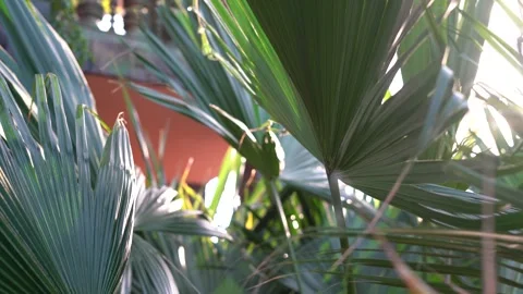 Sun light through palm leaves in tropical greenhouse, soft focus Stock-Footage 255850419