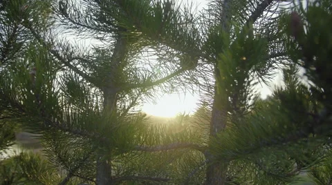 Sun light through pine tree branches Stock Footage 64363041