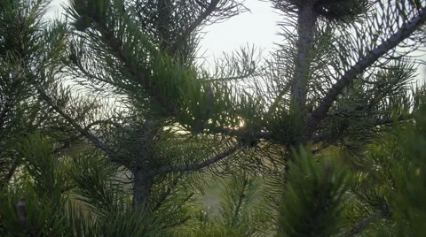 Sun light through pine trees Stock Footage 64363081