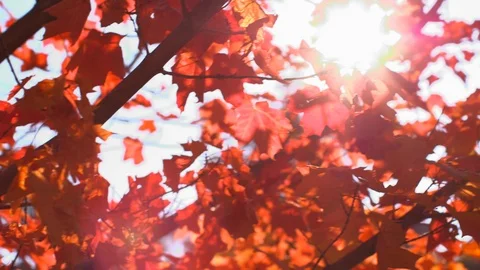 Sun light through red, Maple leaves during Fall season, Utah. Stock Footage 106101051