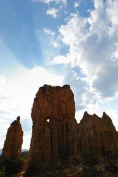 Sun light through the soil forest Stock Photos
