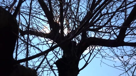 Sun Light Through Tree Branch. 4k Ultra HD Stock Footage 48144963