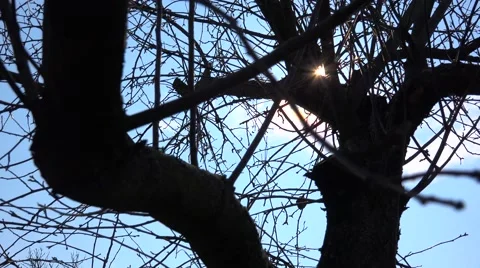 Sun Light Through Tree Branch. 4k Ultra HD Video stock 48144995