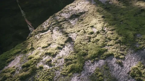 Sun Light Through a Tree to Green Moss Covered on Rock Video stock 154017200