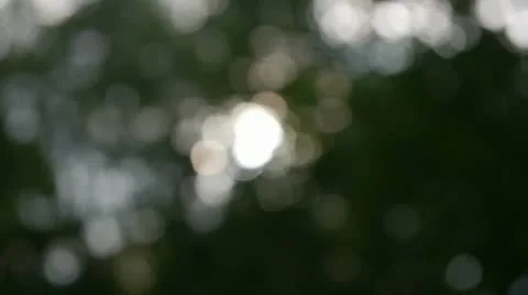 Sun light Through Trees Blurred Soft Focus. Stock Footage 11516604