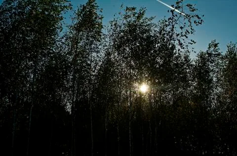 Sun light through the trees in the evening Stock Photos