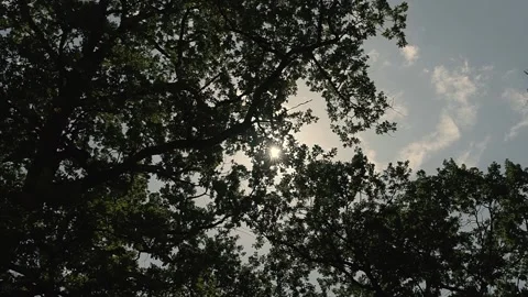 Sun Light Through the Trees Stock Footage 309320258