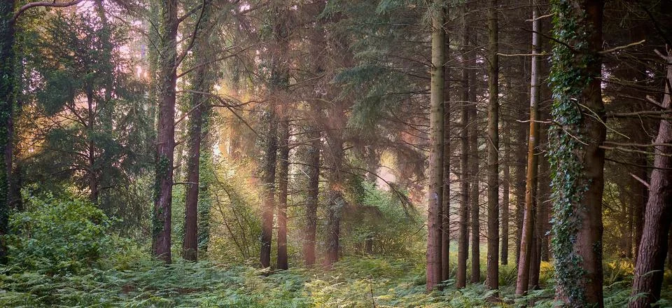 Sun light through trees Stock Photos