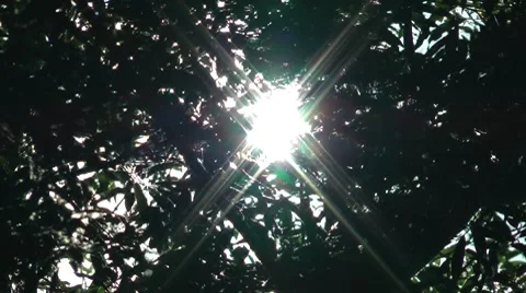 Sun light through wild thickets of trees Video stock 8563831