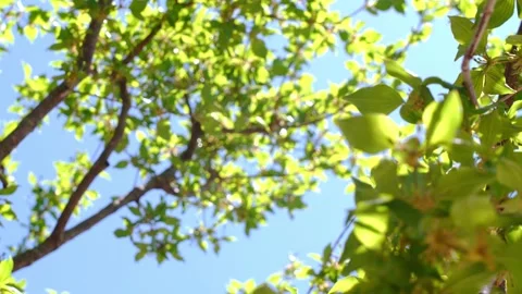 Sun light in tree 库存影片 155179070