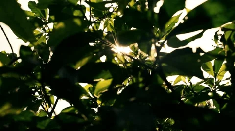 Sun light trrough tree leaves Stock Footage 54649742