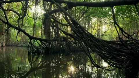 Sun light twinkles between tree silhouettes and reflecting on water. Mangroves Stock Footage