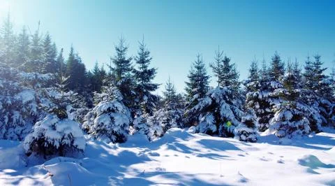 Sun light in the winter forest with white fresh snow and pine trees. Stock Photos