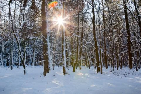 Sun light in the winter forest with white fresh snow and pine trees. Stock Photos