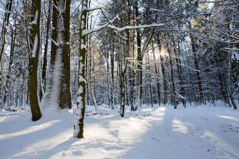 Sun light in the winter forest with white fresh snow and pine trees. Stock Photos