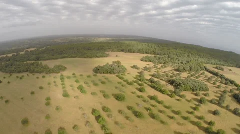 Sun lighted Fields of Gold  - Aerial Flight, Mallorca Stock Footage 38676059