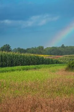 Sun lighting clouds and rainbow over cornfield and sunflowers. Stock Photos