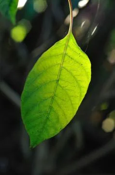 Sun lighting on single leaf Stock Photos