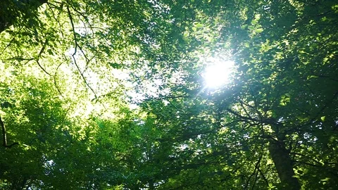 Sun lights behind the trees Stock Footage 92853746