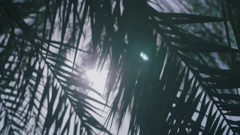 Sun lights feeds through palms, lens flare. Stock Footage 157396045