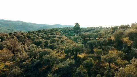 Sun lights filtering through the olive trees in the olive grove - 4K Drone Shot Stock Footage 147031986