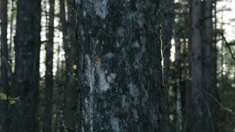 Sun Lights In The Forest Stock Footage 143699107