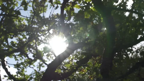 Sun lights leaks through trees and leaves in summer time UK 스톡 동영상 166912281