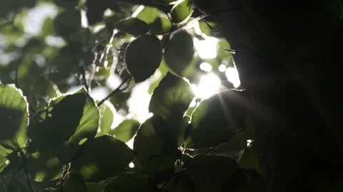 Sun lights leaks through trees and foliage in summer time UK 스톡 동영상 166913187