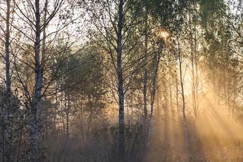 Sun lights in a mist in forest Stock Photos