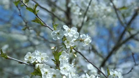 Sun lights small white cherry tree flowers on twigs closeup Stock Footage 130887767
