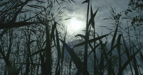 Sun lights through the grass on a windy and cloudy day in slow motion. Filmed Stock Footage 155404019