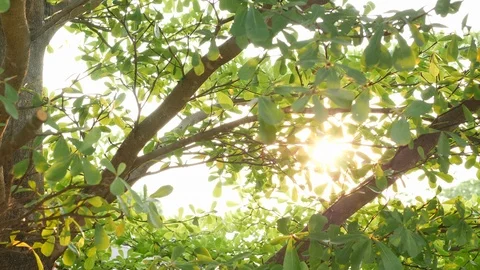 Sun lights through green tree in summer morning Stock Footage 89216663