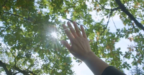 The sun lights through the hand and leaves of tree Video stock 80249233