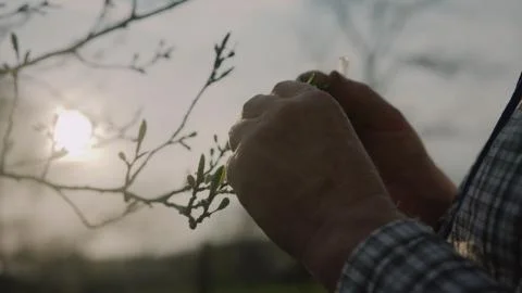 The sun lights through the hand and leaves of tree environment nature grass Stock Photos