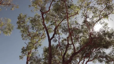 Sun lights through a tree in the Australia Outback Stock Footage 139804132