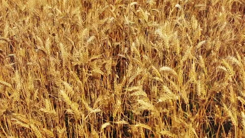 Sun lit fields of wheat moving in strong wind. Stock Footage 131968005