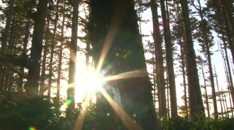 Sun Lit Forest Video stock 12732762