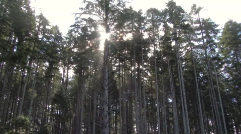 Sun Lit Forest Stock Footage 56330961