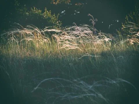 The sun lit up a glade in the forest Stock Photos
