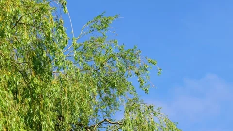 Sun lite Weeping Willow tree against a blue summer sky, blowing in the breeze Stockbeeldmateriaal 244549907