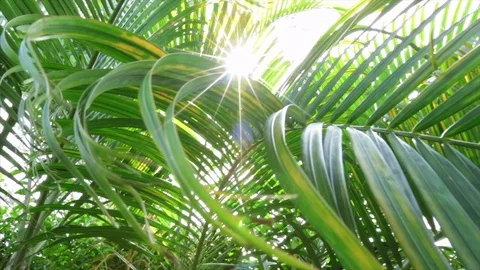 Sun look through the leaves Stock Footage 91522932