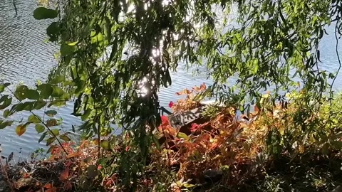 The sun looked through the willow branches on the lake shore Stock Footage 141710105